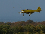 Begegnung einer Yakovlev YAK52TW (TailWheel), LY-YMS, Bauzeit 1979-1991 und einer Wildgans