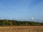 Herbstwald vor blauem Himmel