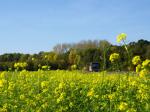 Blühendes Rapsfeld vor Herbstwald und Reisebus