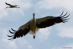 Storch