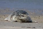 Robbe am Strand