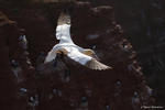 Basstölpel vor den Felsen von Helgoland